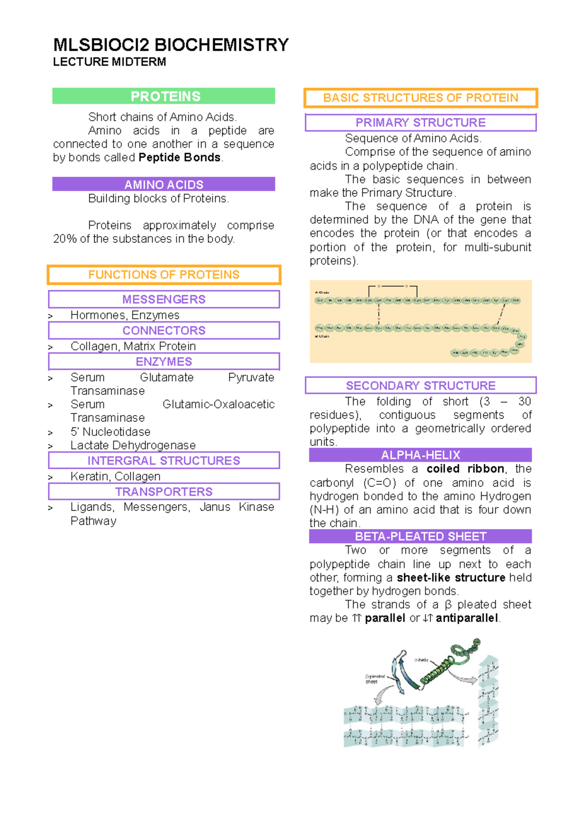 Mlsbioci 2 LECT Notes - LECTURE MIDTERM PROTEINS Short chains of Amino ...