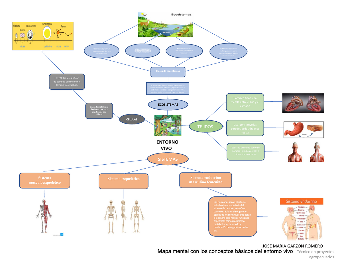 Mapa mental con los conceptos básicos del entorno vivo - Se define  generalmente como el conjunto de - Studocu