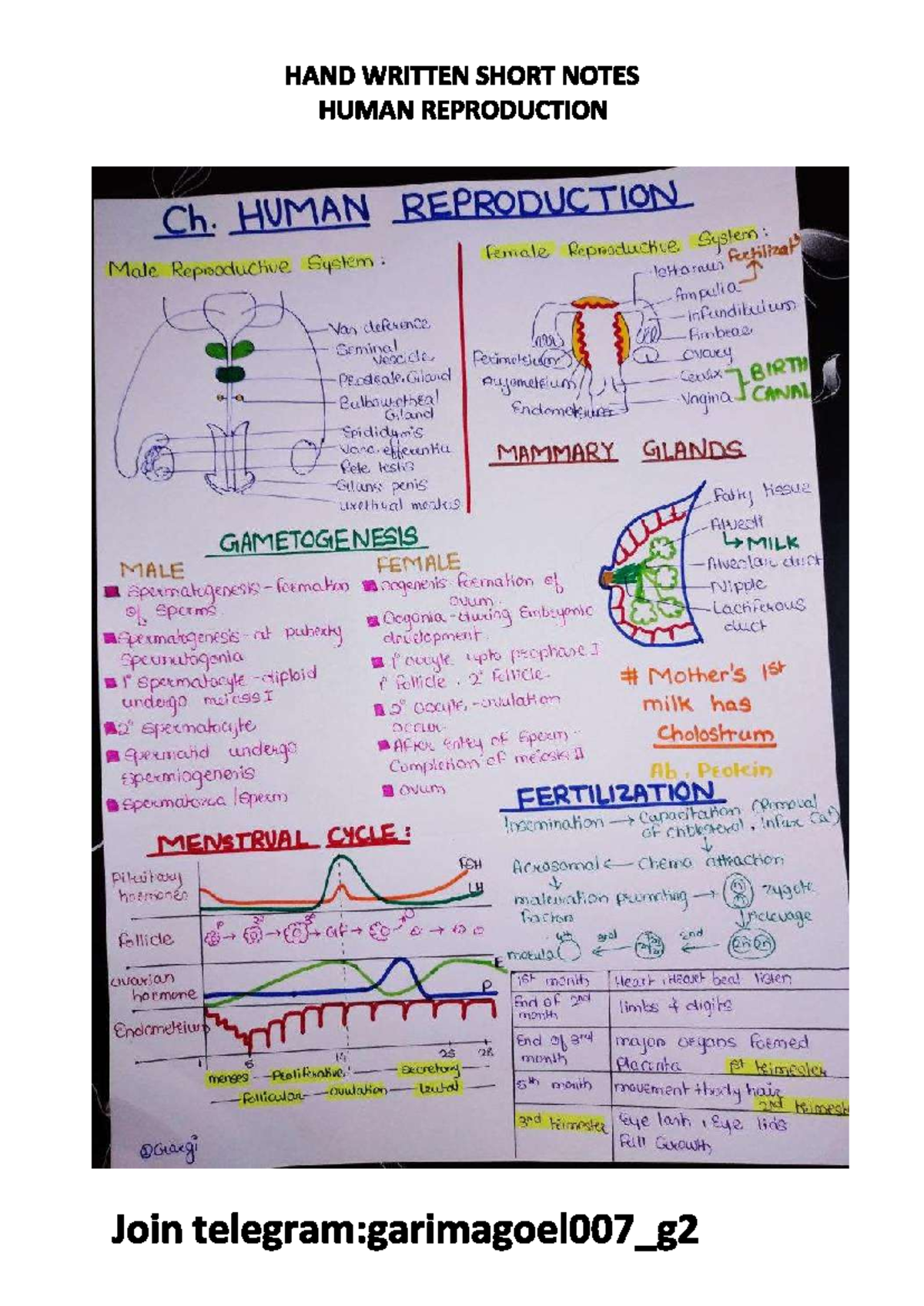 Human Reproduction class 12th chapter 3 - HAND WRITTEN SHORT NOTES ...