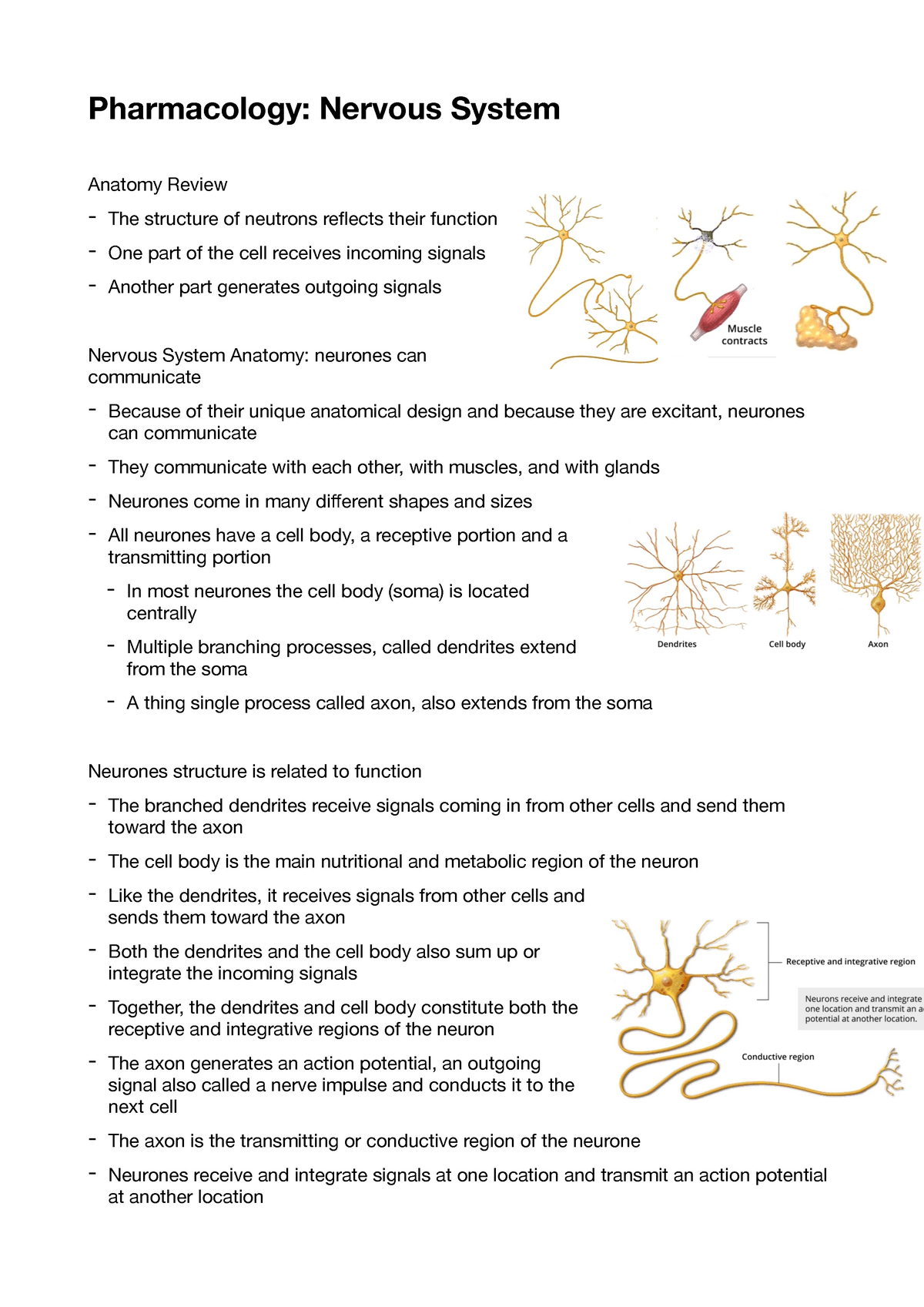 Nervous System - Pharmacology: Nervous System Anatomy Review The ...