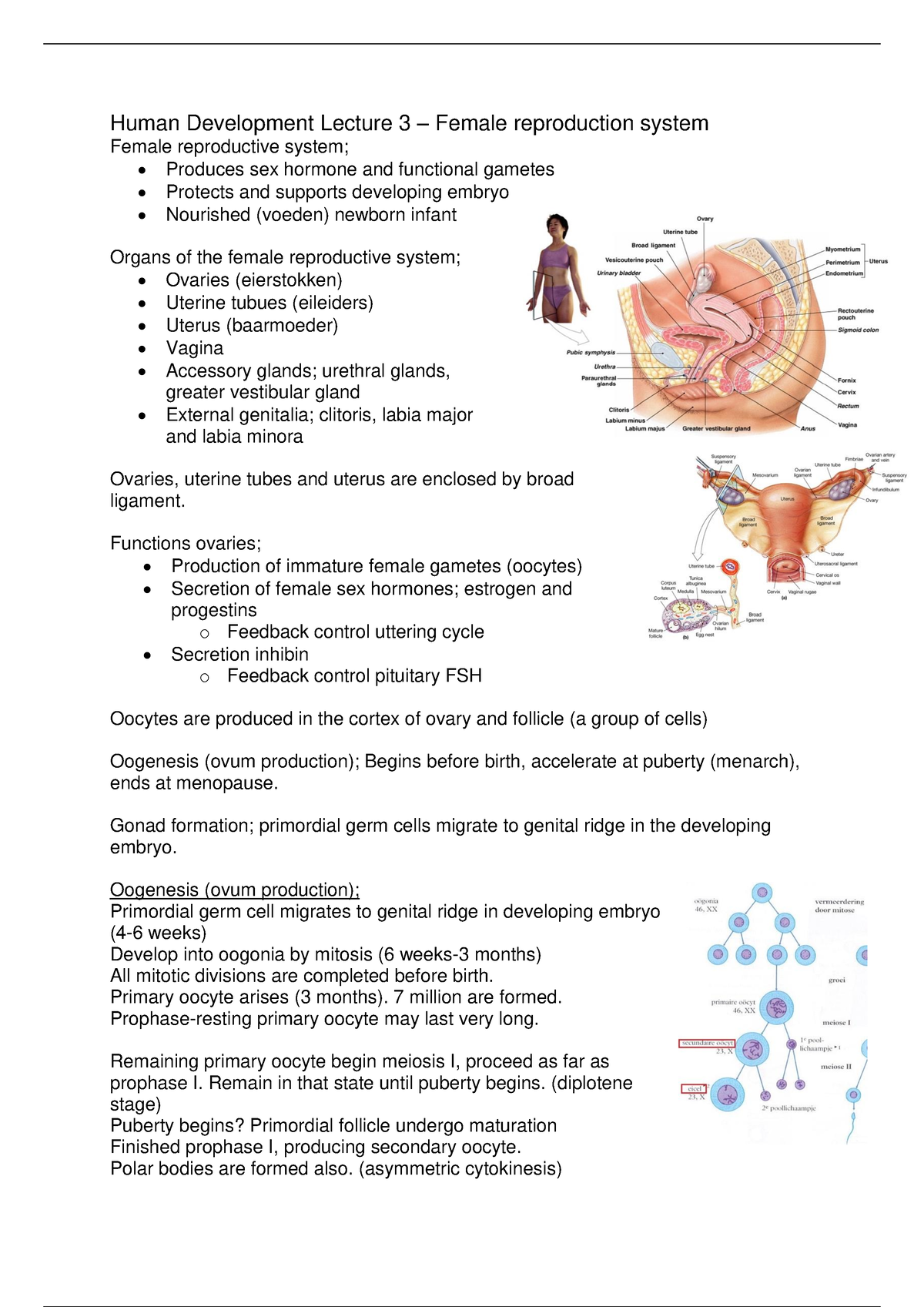 Biology 2e Notes - Human Development Lecture 3 – Female Reproduction ...