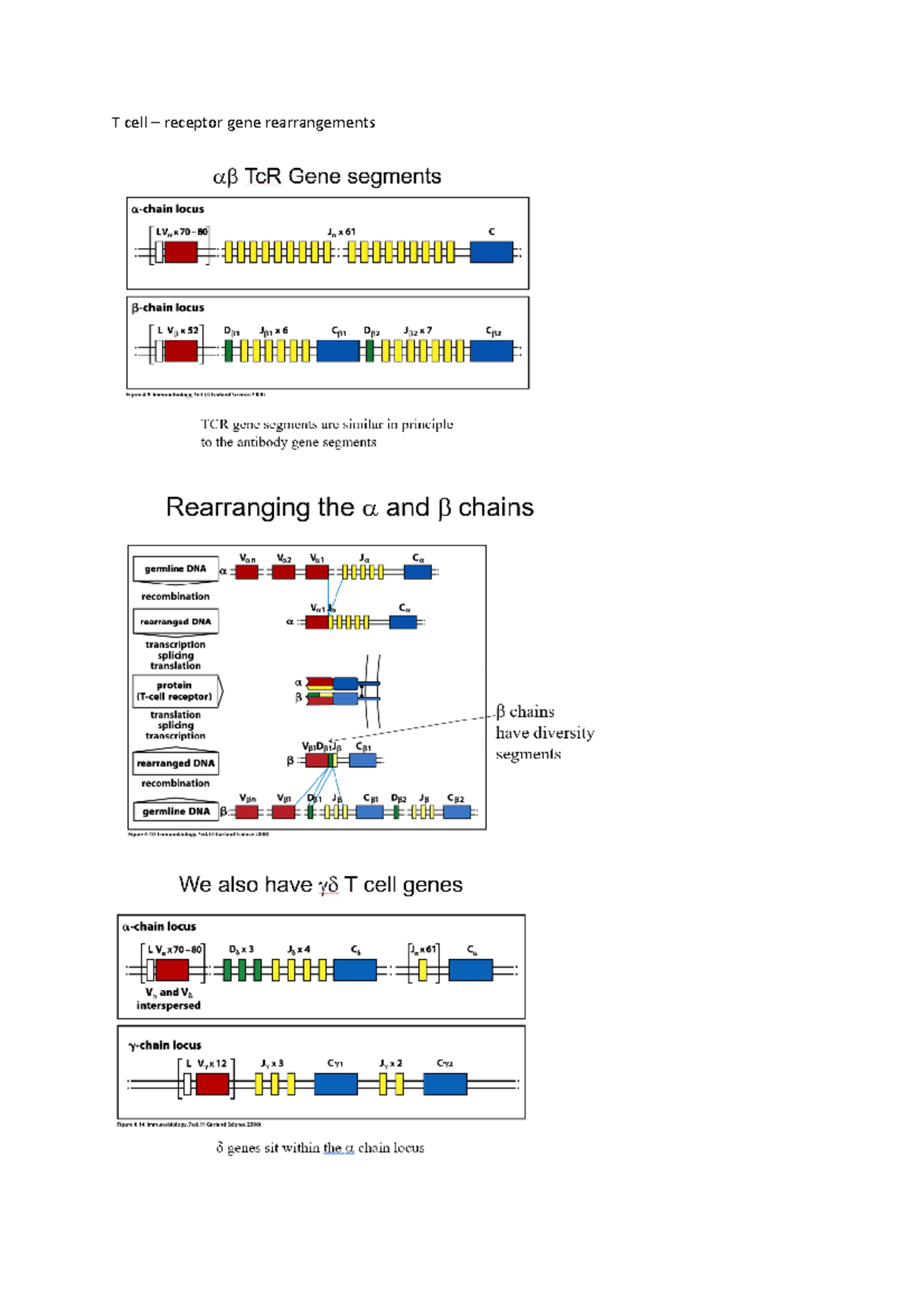 Lecture 4b extra material on t cell gene regulation BIOL2421 T