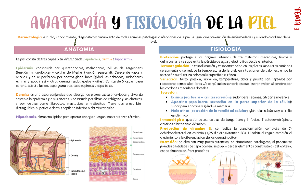 Anatomía Y Fisiología DE LA PIEL - ANATOMÍA Y FISIOLOGÍA DE LA PIEL ...