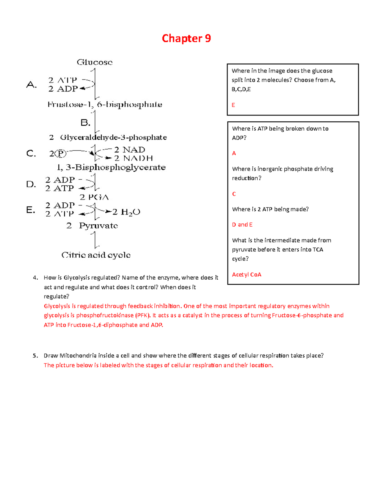 WEEK 6-HW- Chapter 9 - This worksheet goes in depth on the process of ...