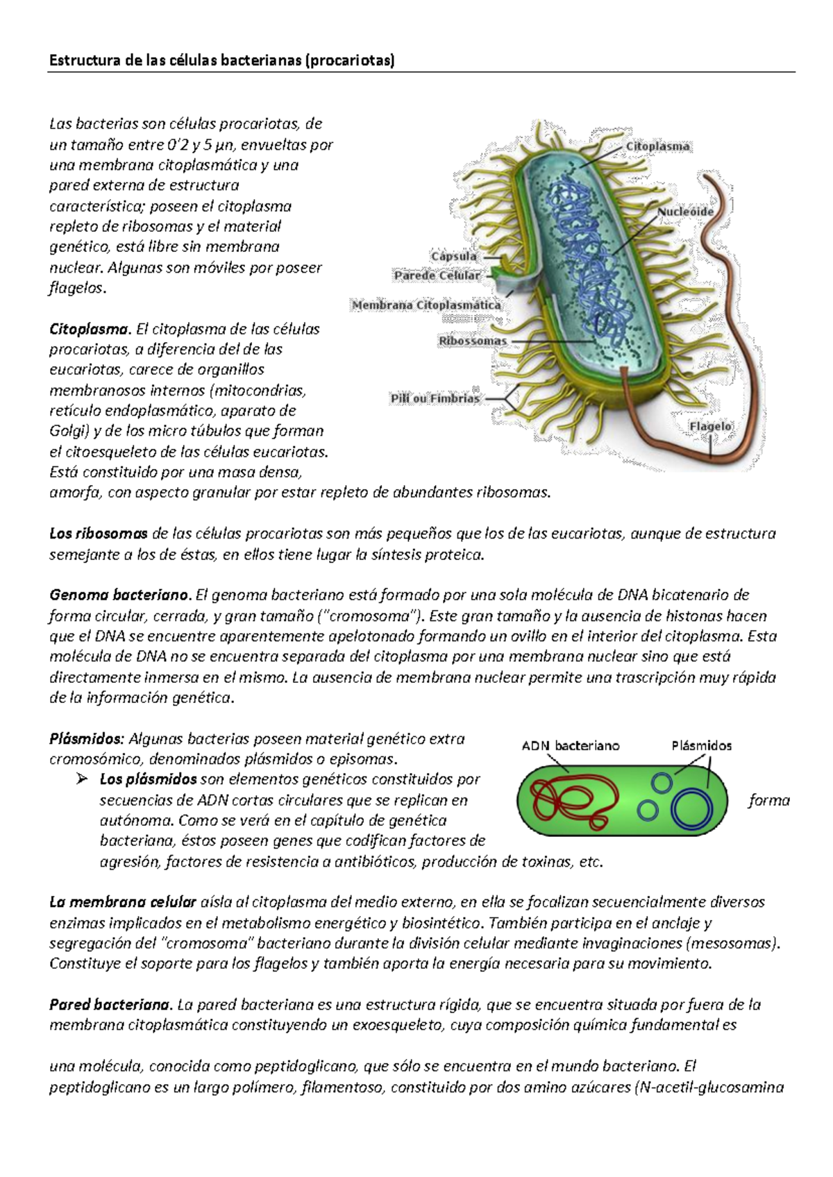 Bacterias Teoria y practica - Estructura de las células bacterianas ...