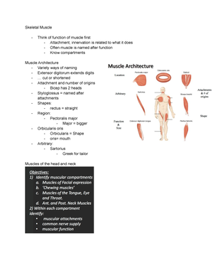 Muscles Head and Neck Lecture notes Skeletal Muscle Think of