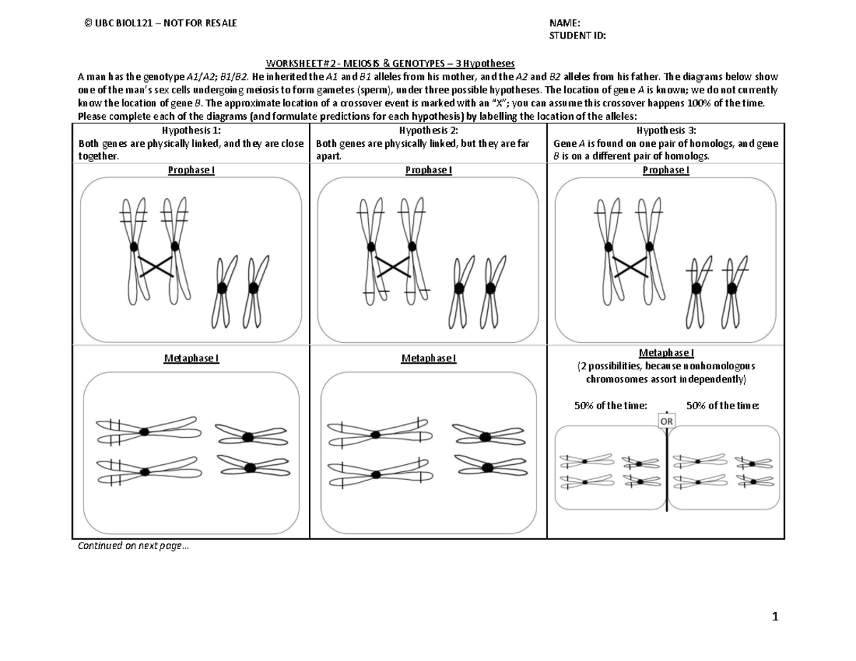 Worksheet+%232+-+Meiosis+%26+Genotypes+-+3+hypotheses - © UBC BIOL121 ...