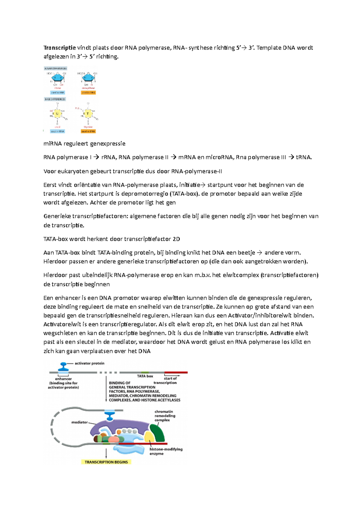 Celbiologie thema 3 transcriptie en translatie - Transcriptie vindt ...