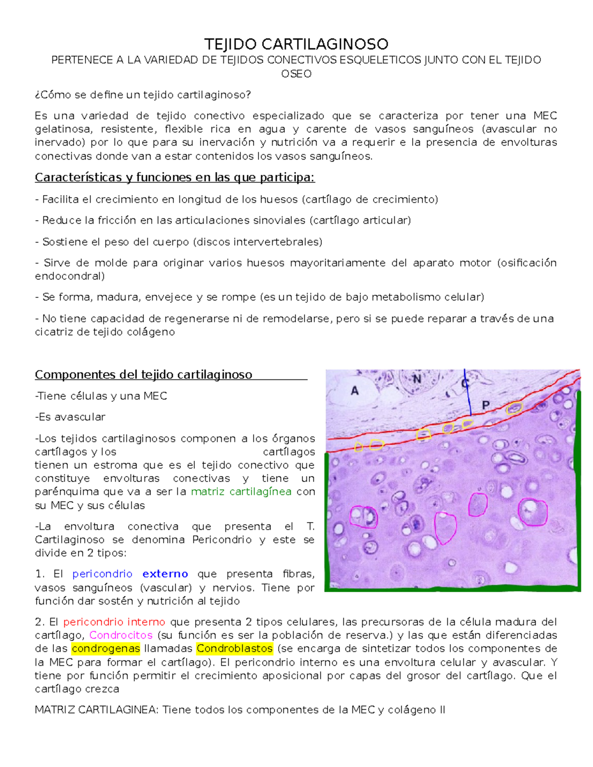 Resumen Cartilago - TEJIDO CARTILAGINOSO PERTENECE A LA VARIEDAD DE ...