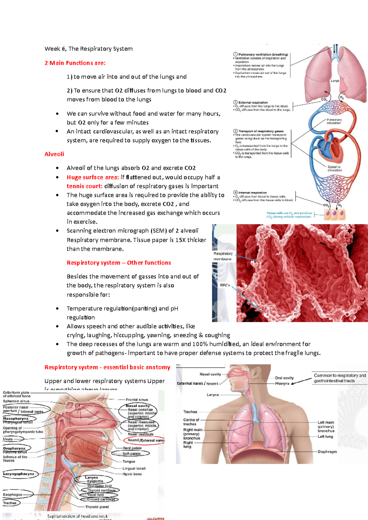 Week 6,7,8 - anatomy note week 6,7,8 - Week 6, The Respiratory System 2 ...