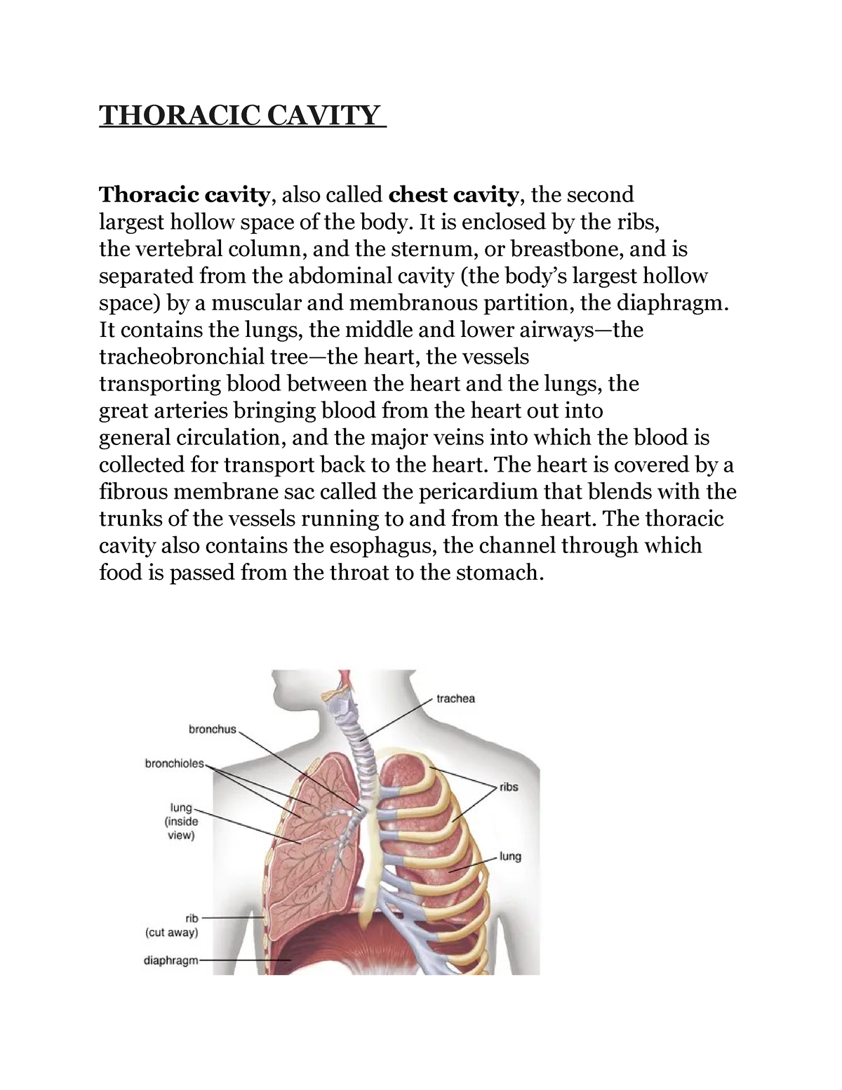 Thoracic cavity THORACIC CAVITY Thoracic cavity, also called chest