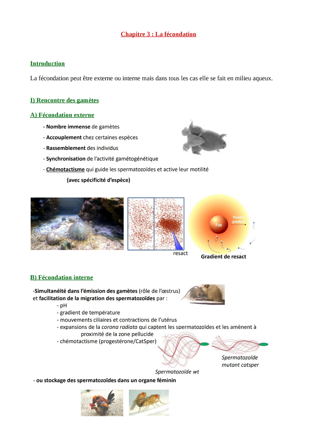 fécondation externe