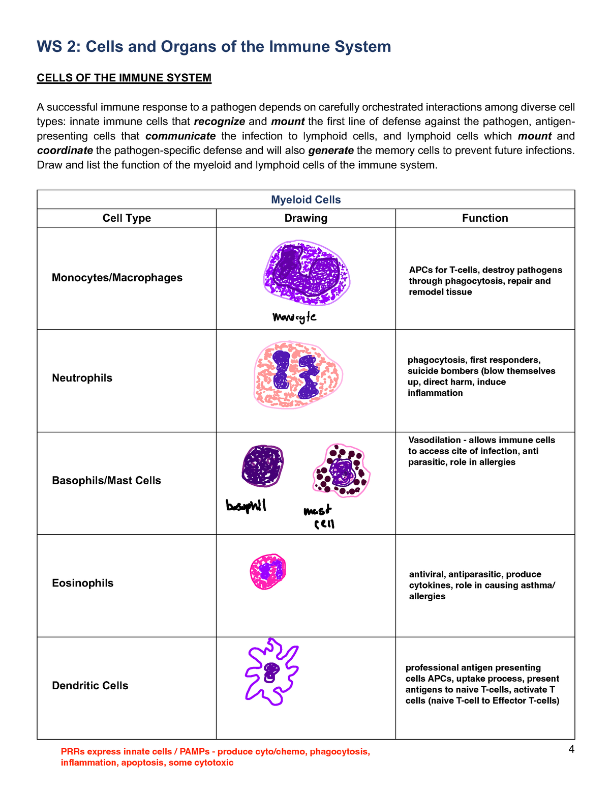 WS 2 - Worksheet 2 intro to Immuno. - 4 WS 2: Cells and Organs of the ...