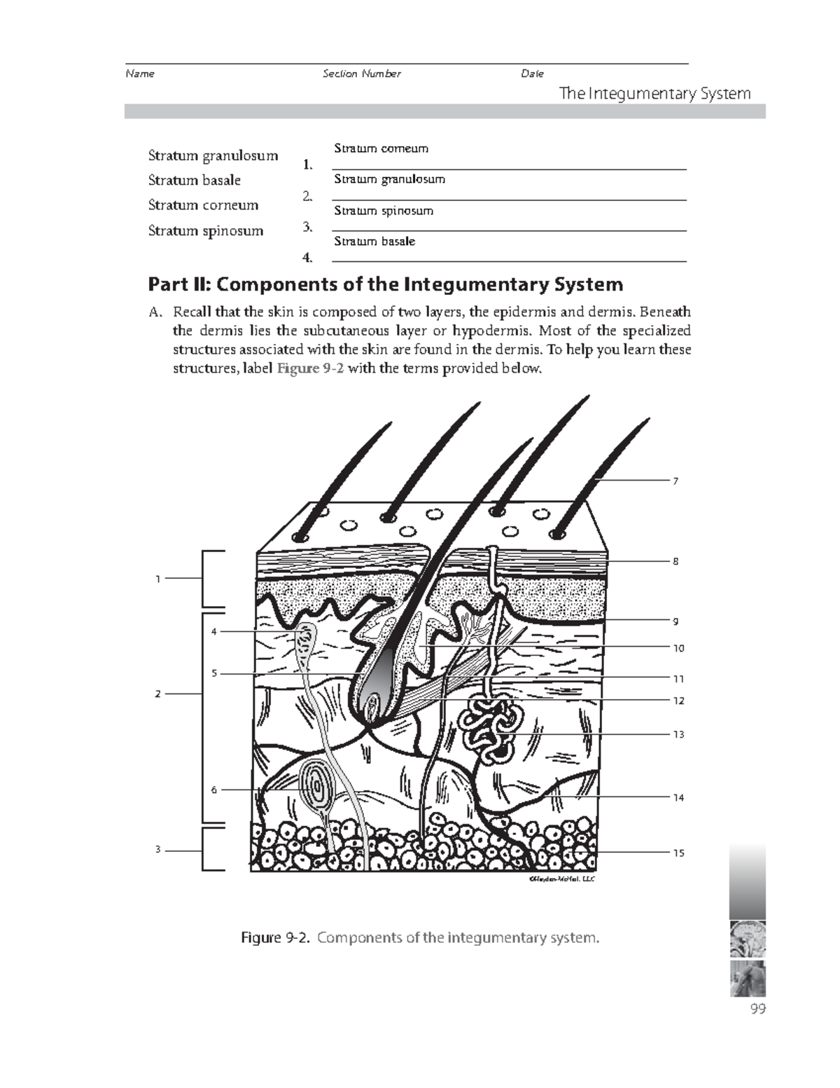 Lab9For A&P1 - These are the answers of this lab. - The Integumentary ...