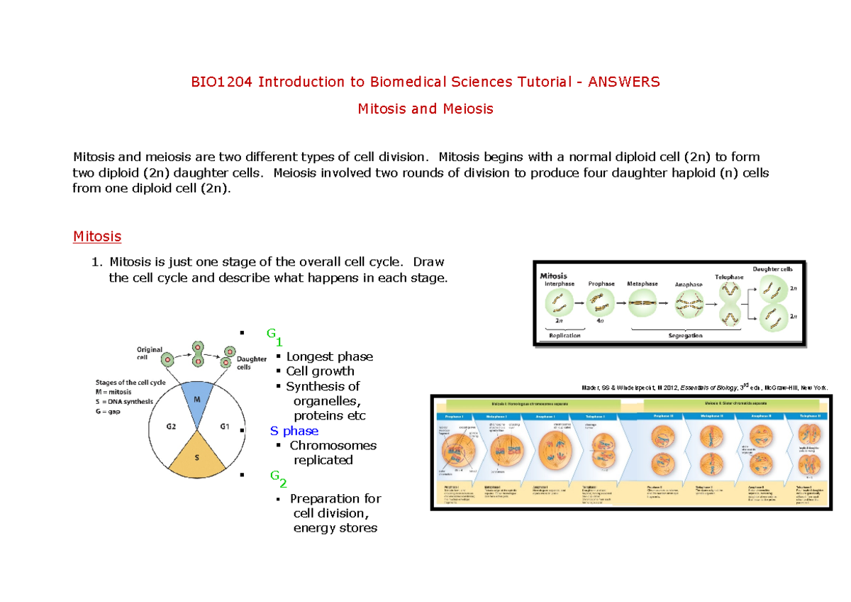 BIO1204 Tutorial 2020 - Mitosis And Meiosis Answers - BIO1204 ...