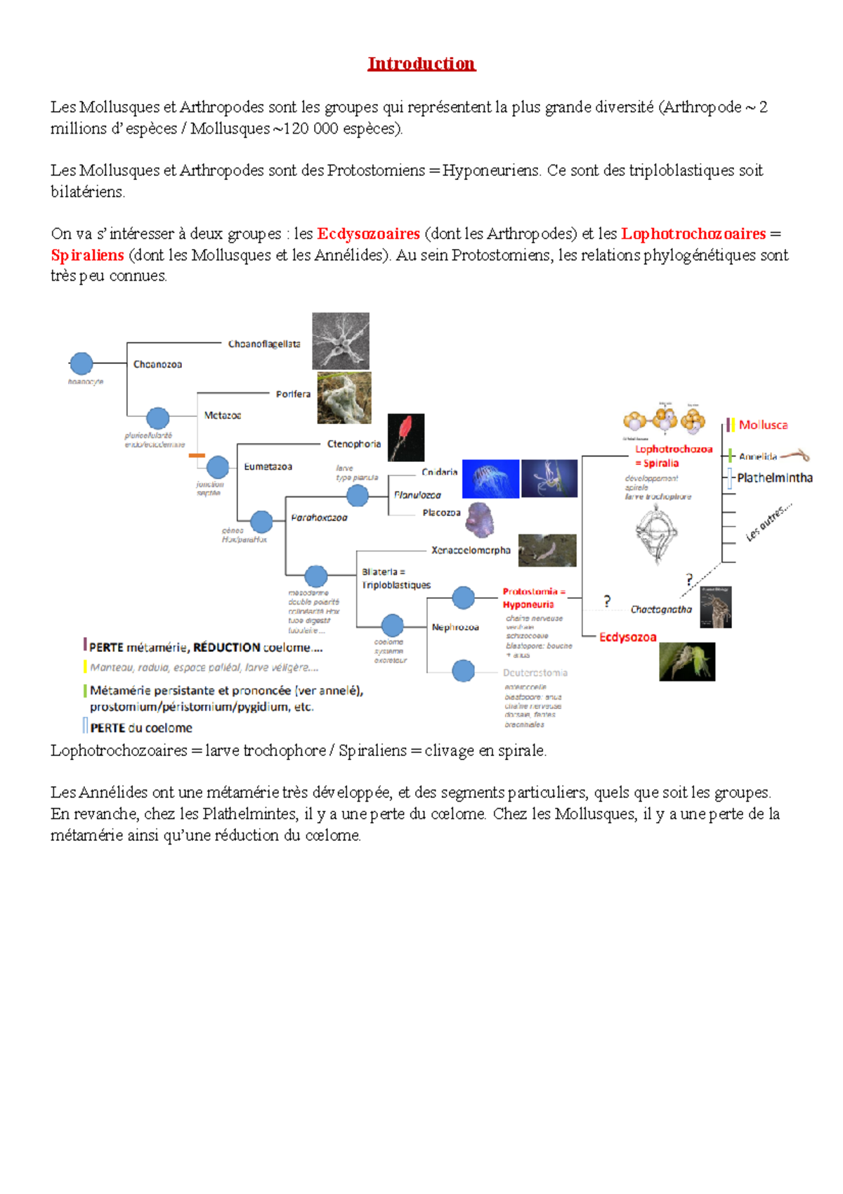 Mollusques - Les Mollusques et Arthropodes sont des Protostomiens ...
