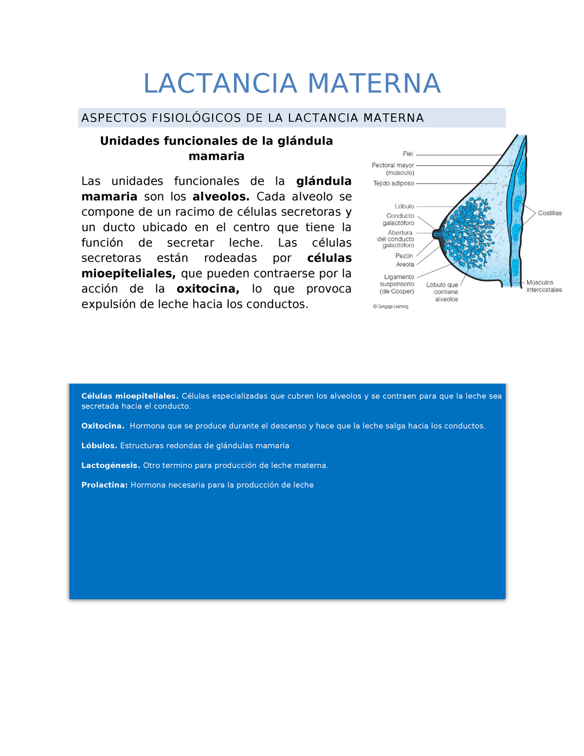 Lactancia Materna Apunres Lactancia Materna Aspectos Fisiol Gicos De La Lactancia Materna