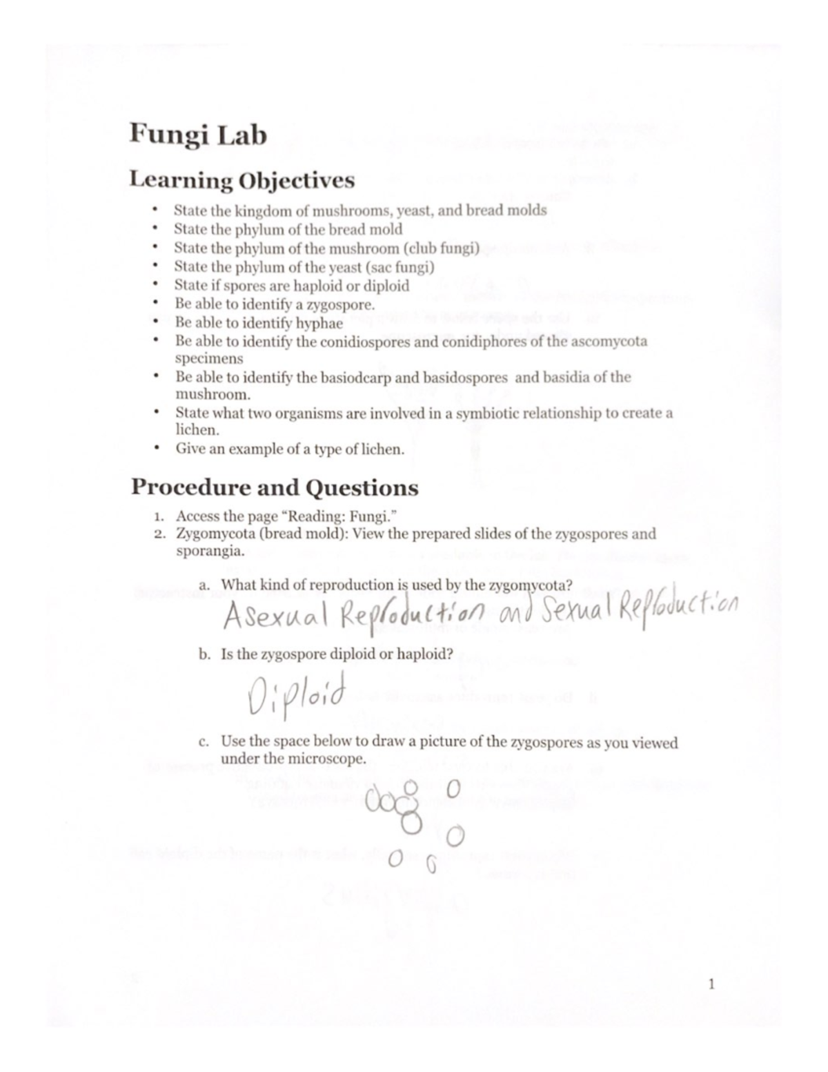 protists-and-fungi-worksheet