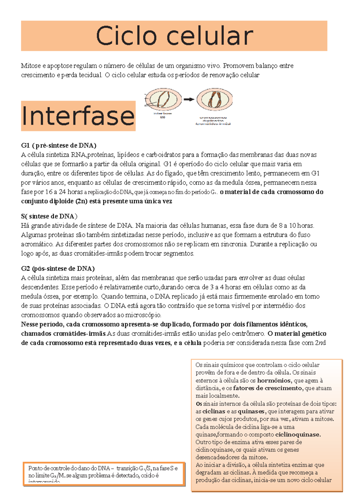 Ciclo celular - Ciclo celular Mitose e apoptose regulam o número de ...