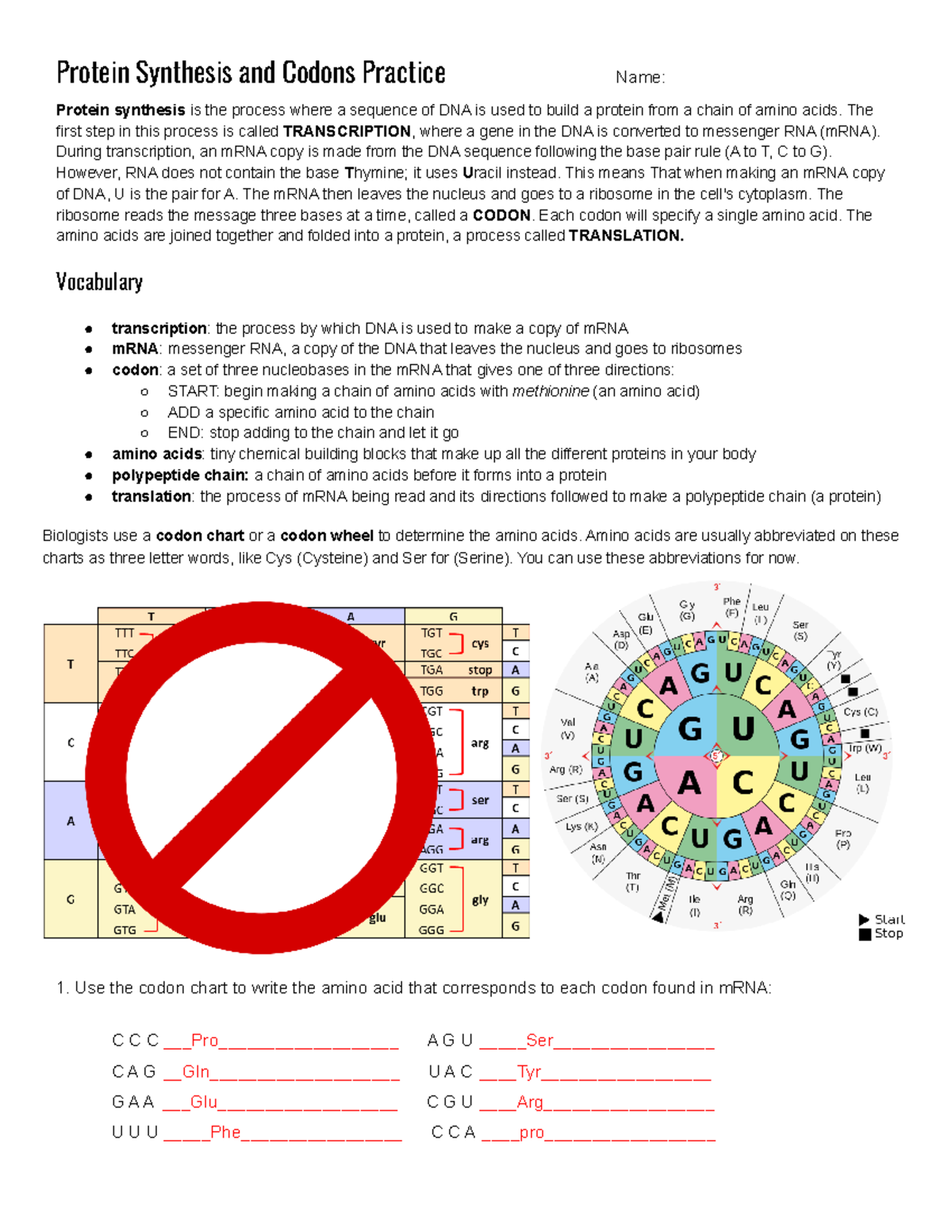 Copy of Copy of Protein Synthesis and Codons Practice Protein
