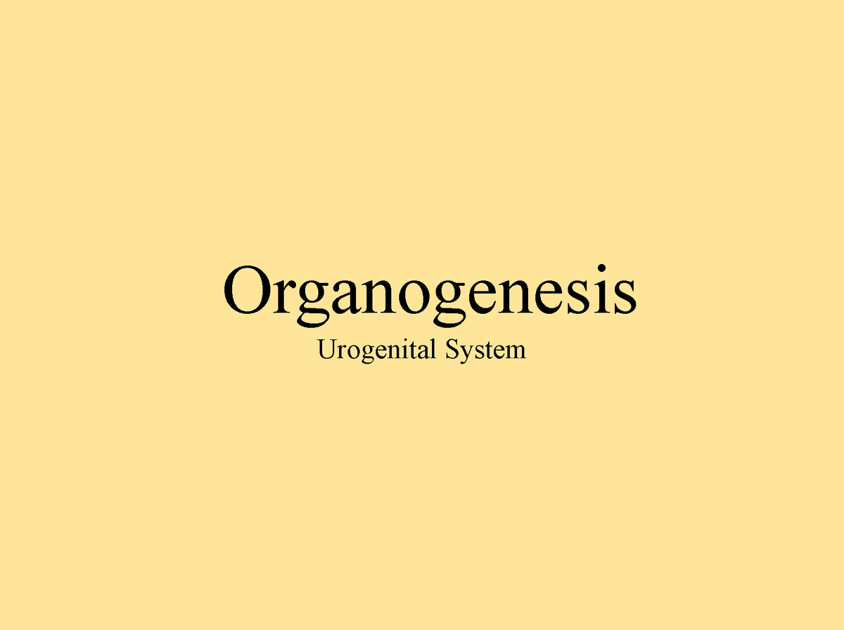 Lecture 12 Organogenesis Urogenital Organogenesis Urogenital System