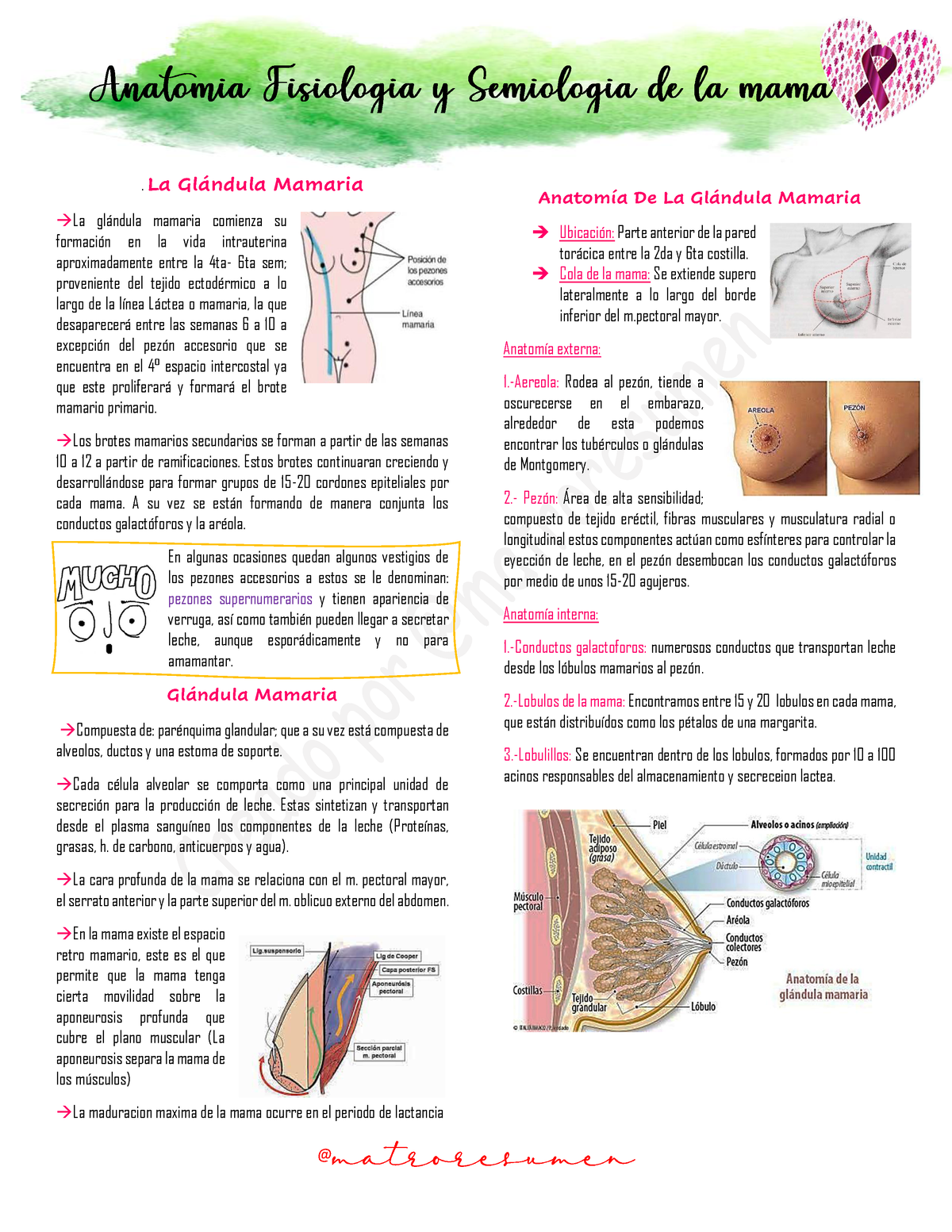 Anatomia Fisiología Y Semiología De La Mama La Gl·ndula Mamaria →