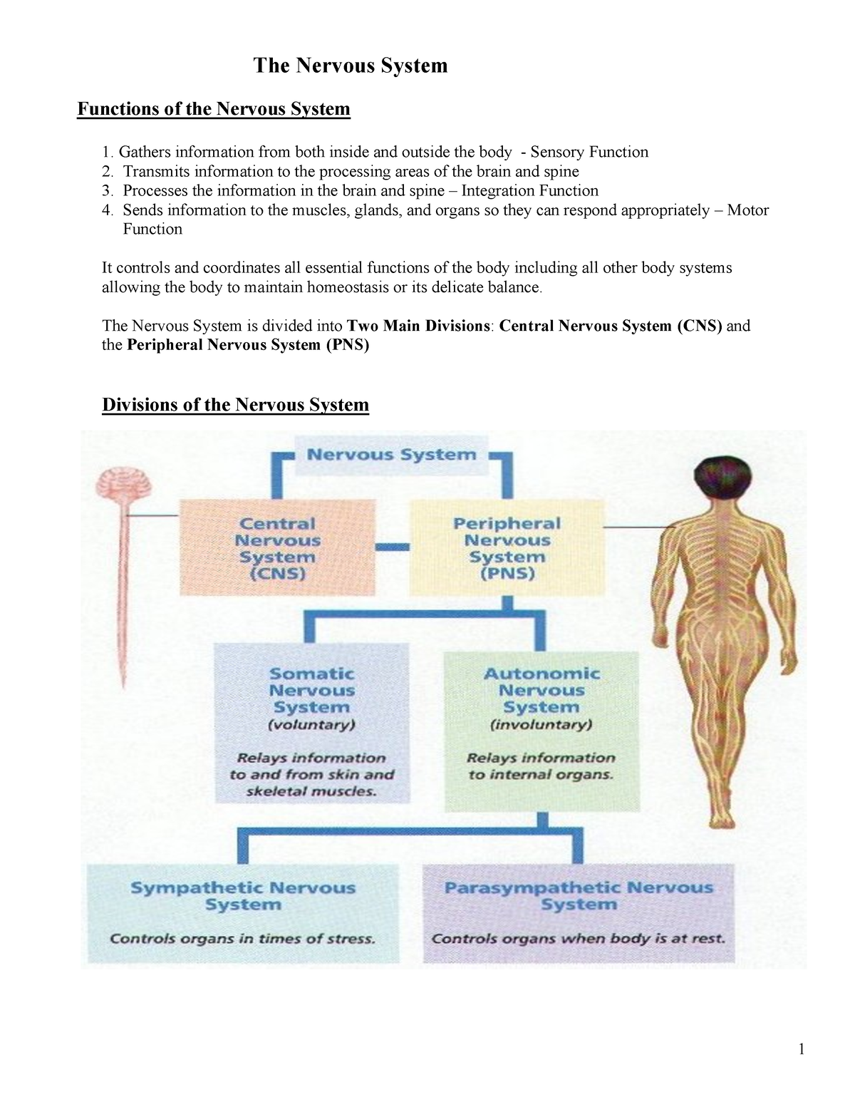 3-17 Nervous Handout - Introduction - The Nervous System Functions Of ...