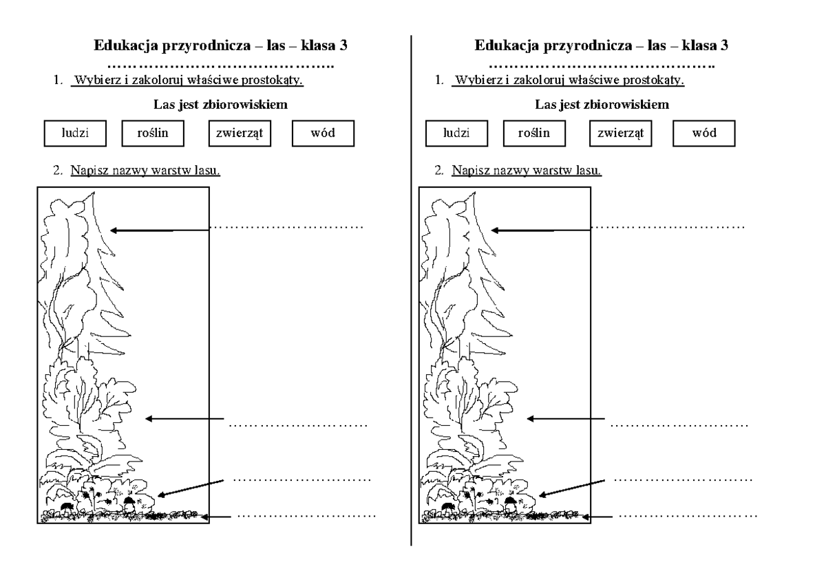 Las - Las - Edukacja przyrodnicza – las – klasa 3