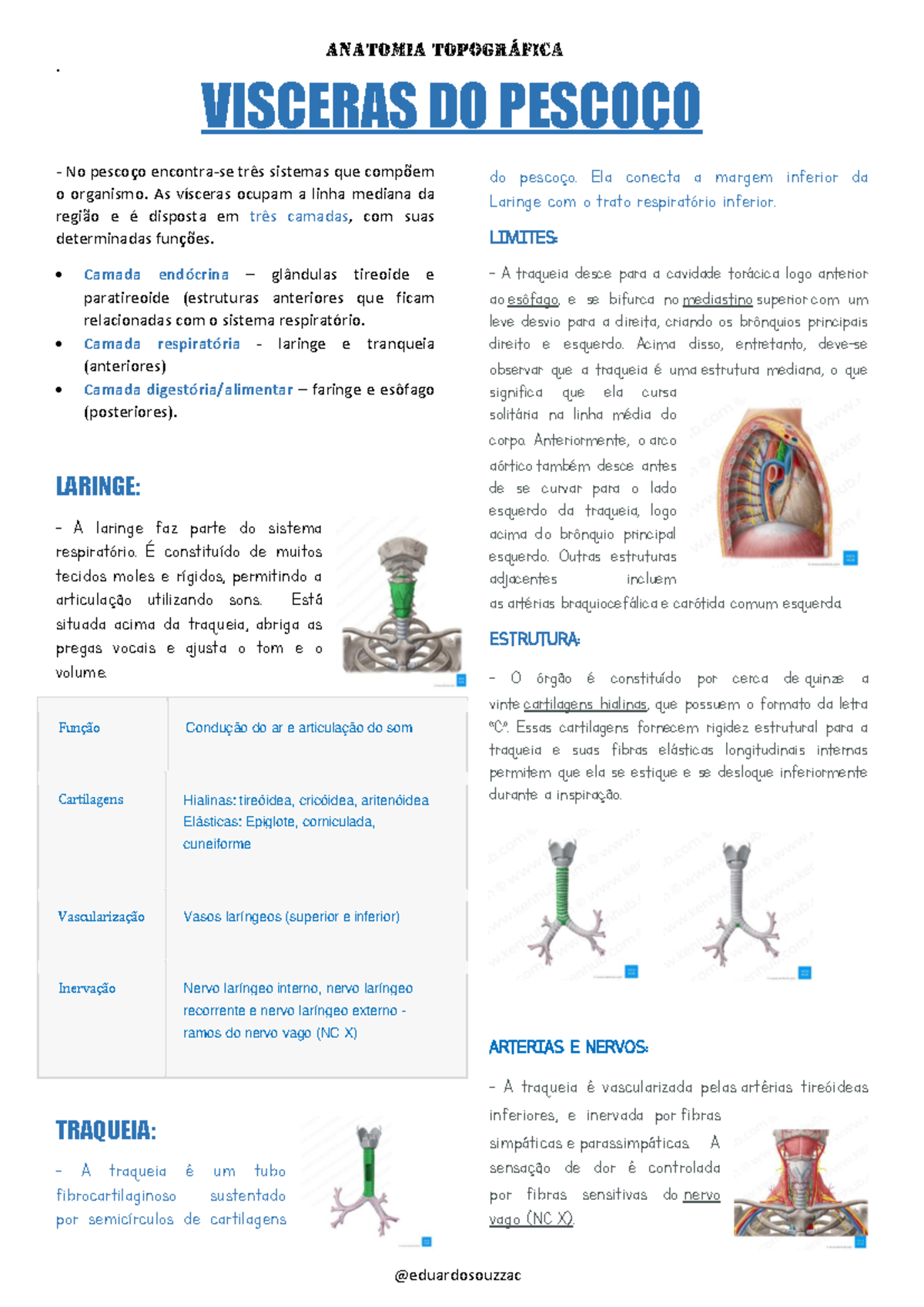 Resumo - Visceras DO Pescoço - . - No pescoço encontra-se três sistemas ...