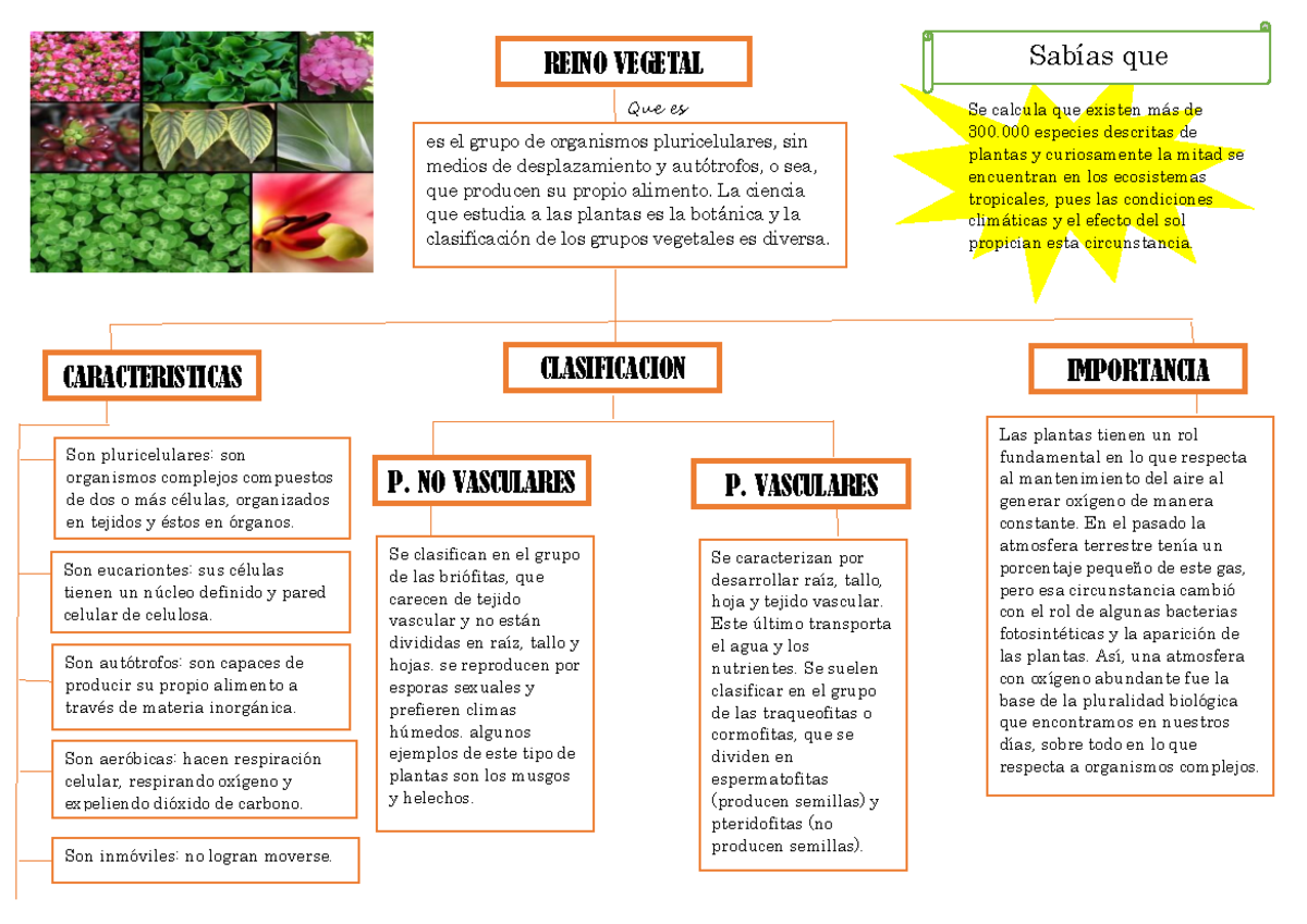 MAPA Conceptual DEL Reino Vegetal-convertido - REINO VEGETAL Que es es el  grupo de organismos - Studocu