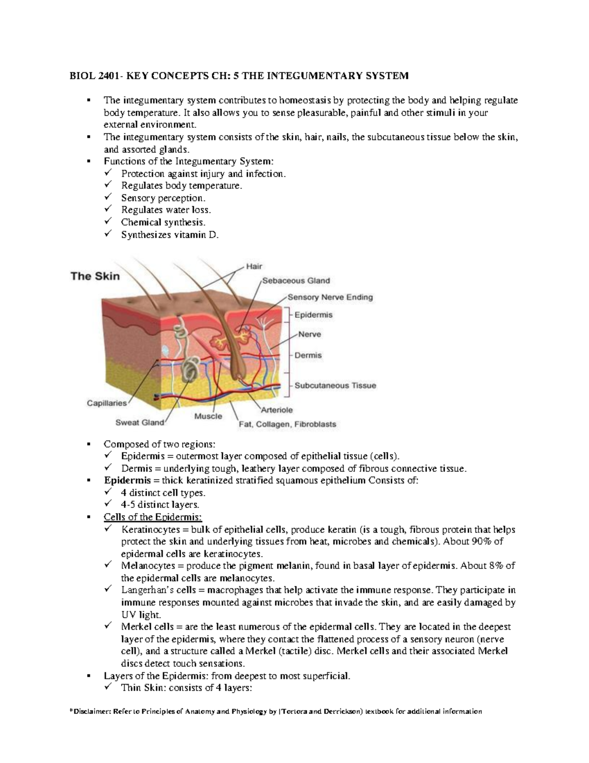 BIOL 2401-chapter 5 - The Integumentary System - *Disclaimer: Refer To ...