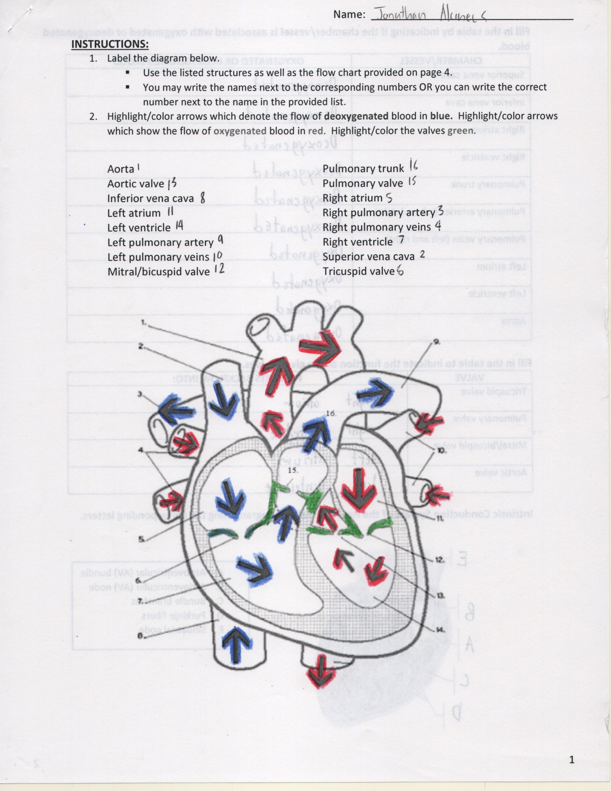 Heart Worksheet - BSC 1020 - Studocu