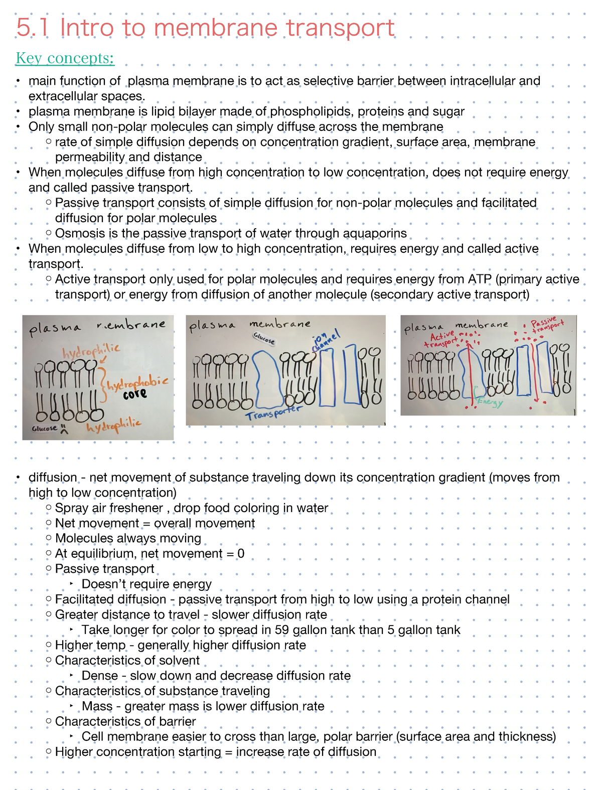 module-5-membrane-transport-main-function-of-plasma-membrane-is-to