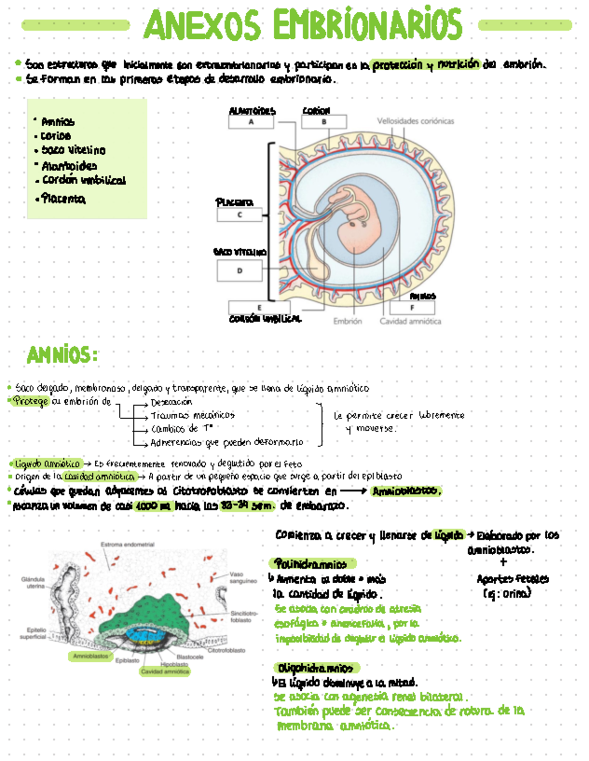 Anexos Embrionarios - Embriología Y Genética - Studocu