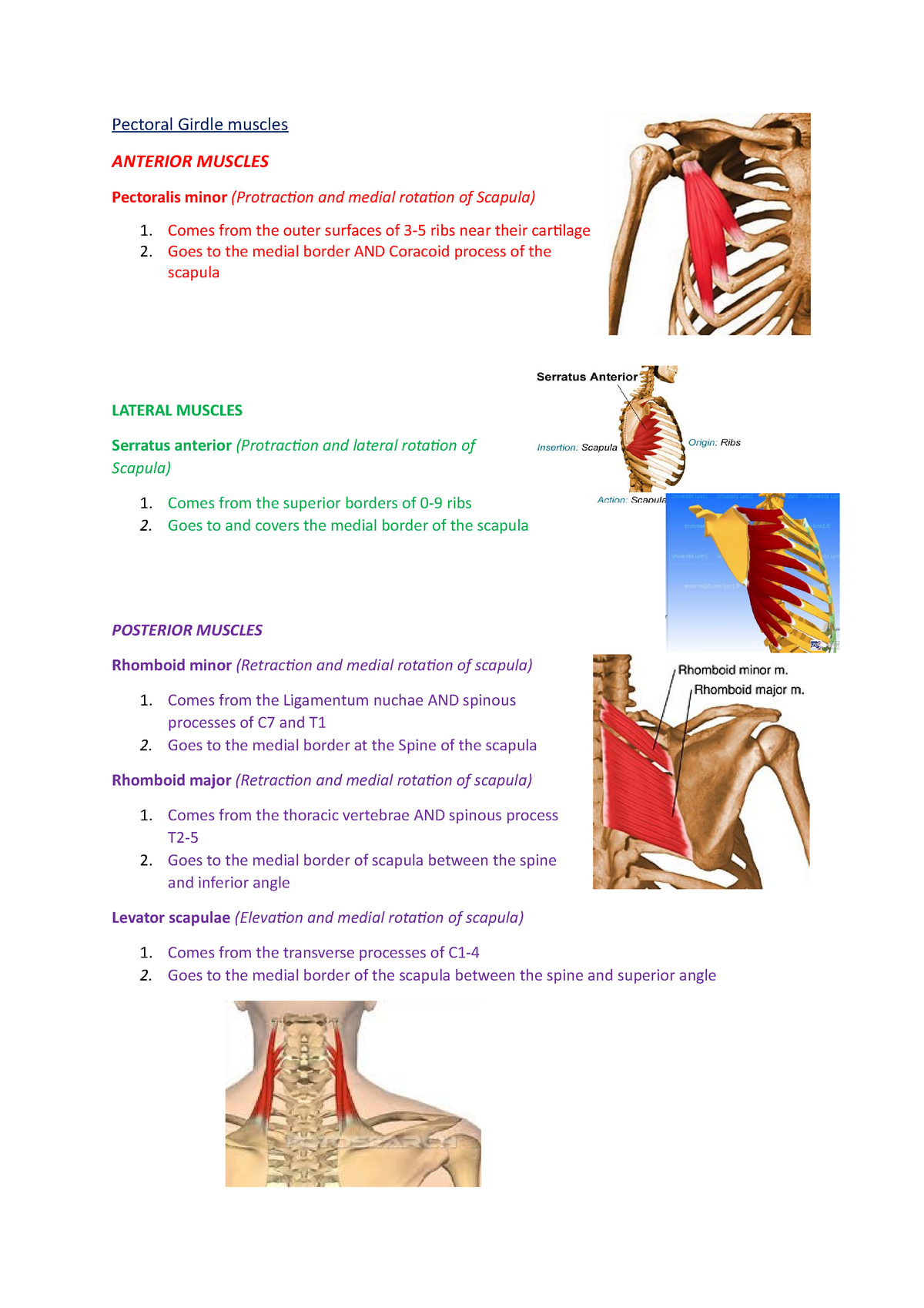 Pectoral Girdle muscles - Pectoral Girdle muscles ANTERIOR MUSCLES ...