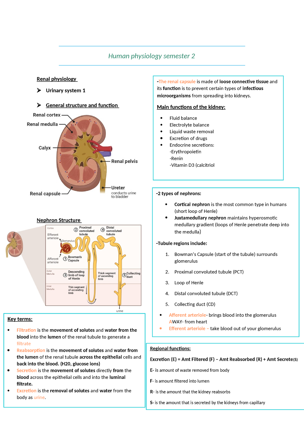 Human physiology semester 2 - Main functions of the kidney: Fluid ...