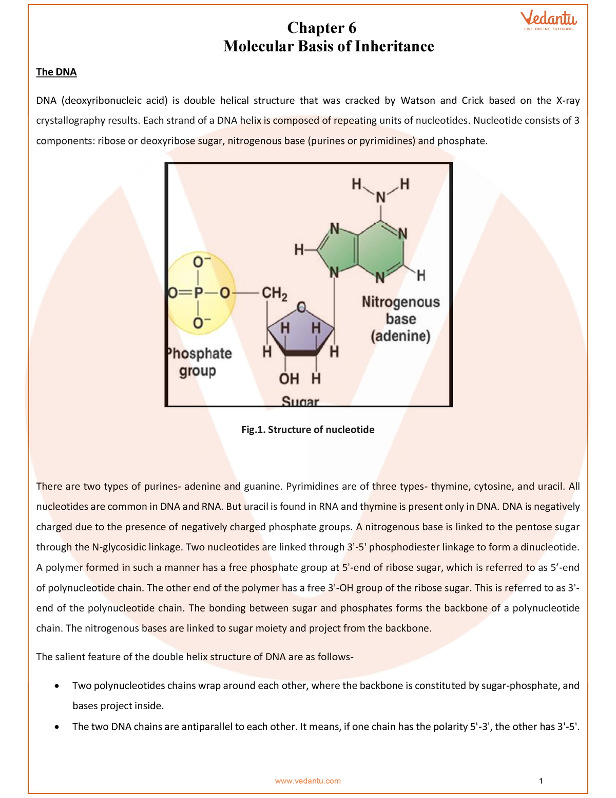 CBSE Class 12 Biology Chapter 6 - Molecular Basis Of Inheritance ...