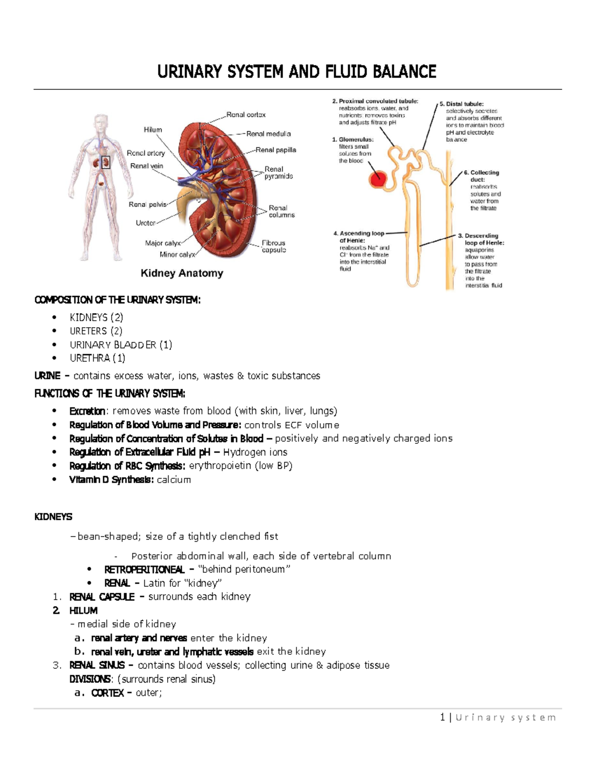 Urinary system - notes - 1 | U r i n a r y s y s t e m URINARY SYSTEM ...