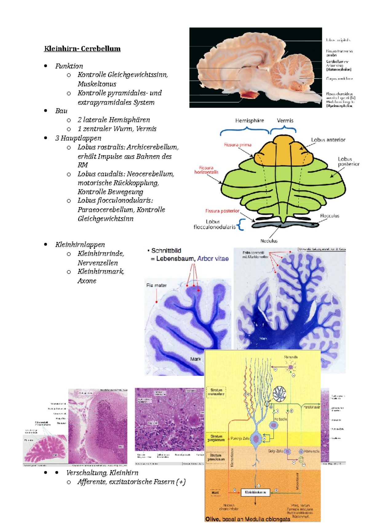 2-Kleinhirn - Zusammenfassung Histologie - Kleinhirn- Cerebellum ...