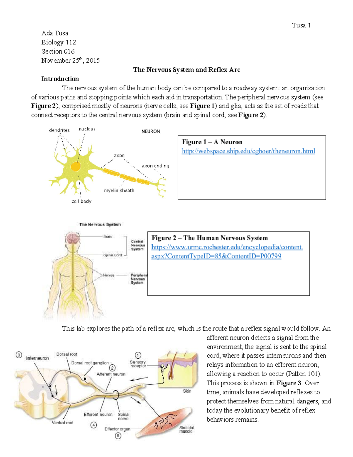 The Nervous System And Reflex Arc Biology 112 Report - StuDocu
