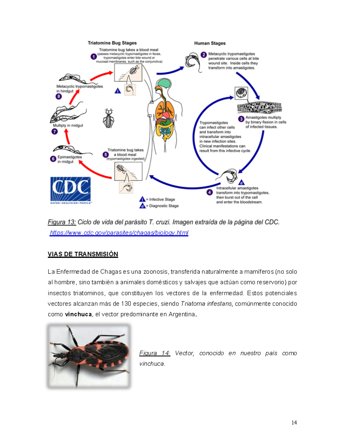 Enfermedad De Chagas 3 - Cdc/parasites/chagas/biology.html VIAS DE ...