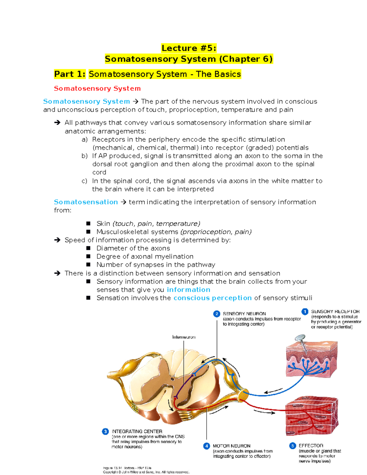 Lecture 5 - Somatosensory System Intro to Movement Neuroscience ...