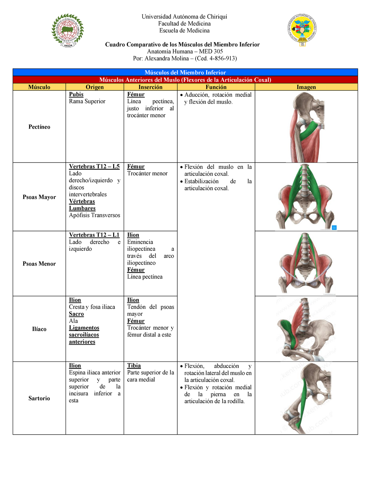 Cuadro De Los Orígenes Inserciones Y Funciones Del Los Músculos De Miembro Inferior Warning 3069