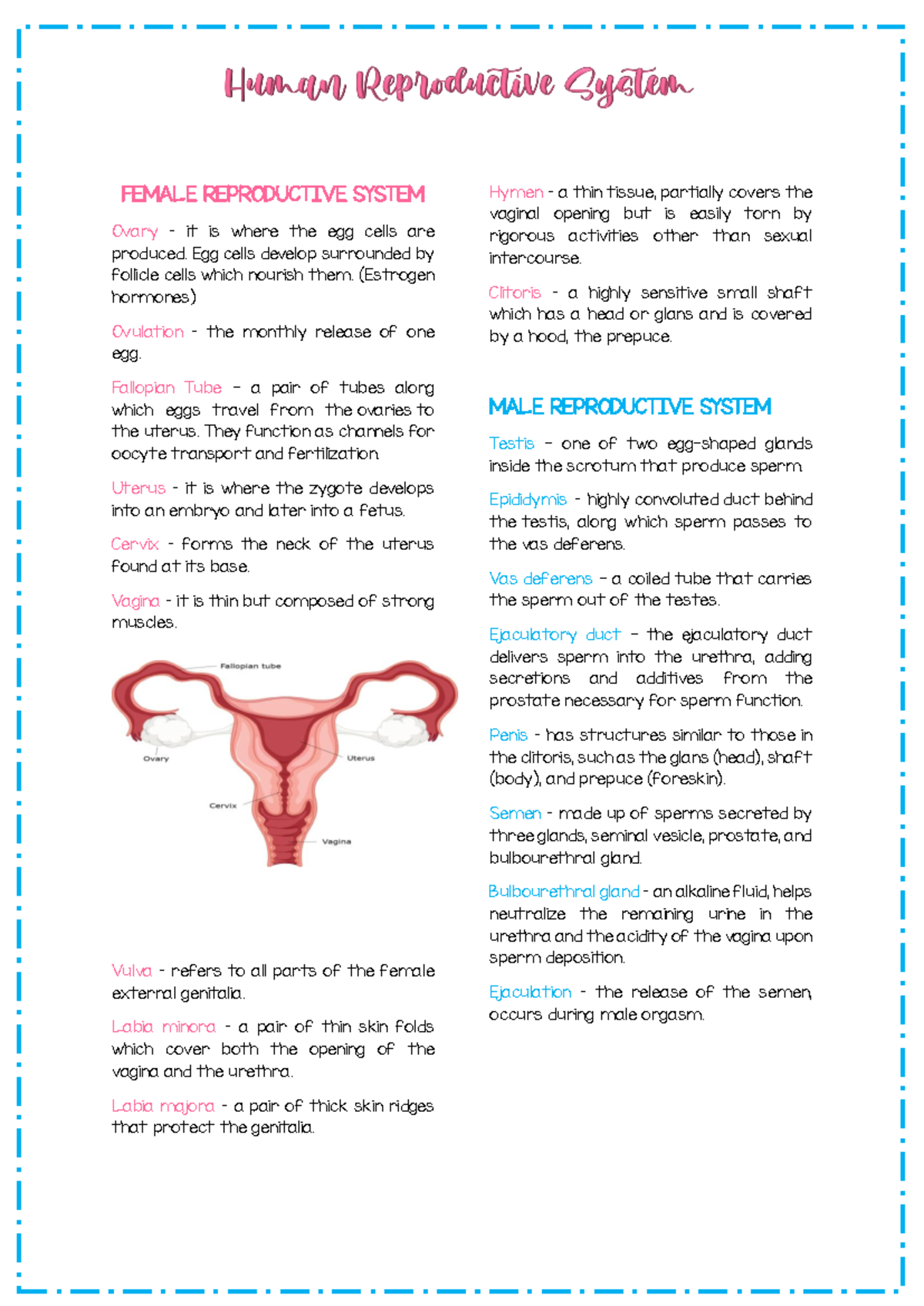 reproductive system of the human body for grade 10 students - FEMALE ...