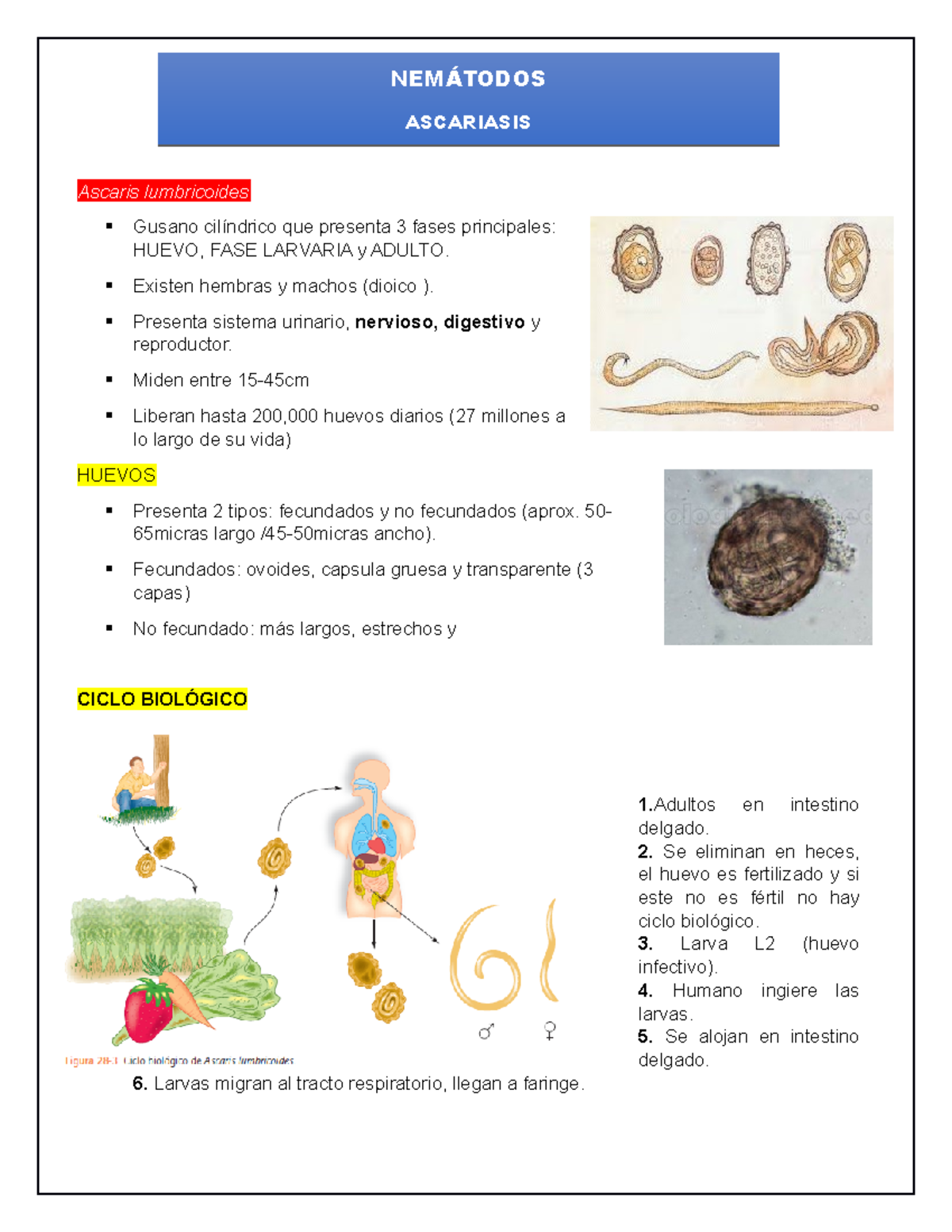 Ascaris Lumbricoides Características Clínica Diagnostico Y Tratamiento Ascaris 4400