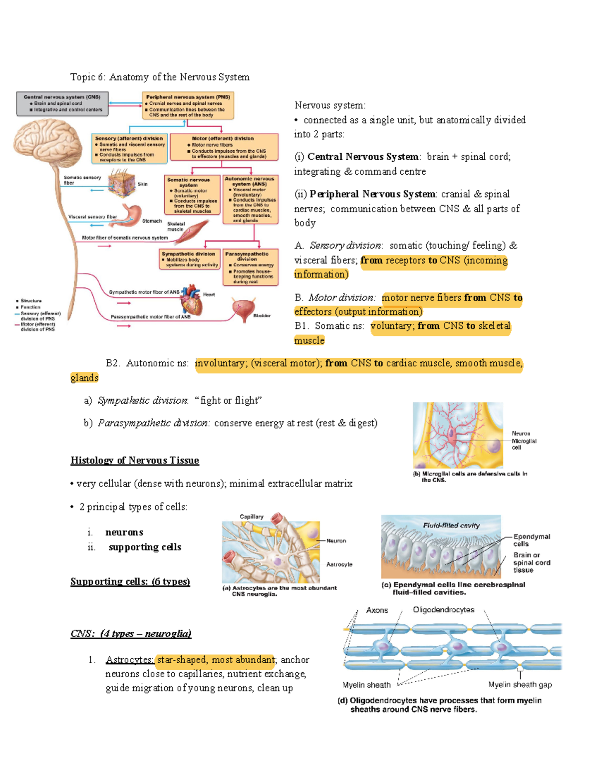 Copy of Anatomy of the Nervous System Chap. 11 &12 - Topic 6: Anatomy ...