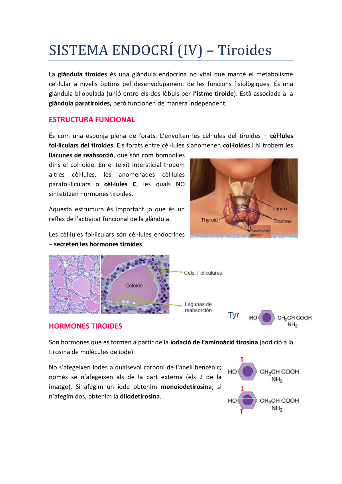 Sistema Endocrí - Tiroides - SISTEMA ENDOCRI (IV) Tiroides La Tiroides ...