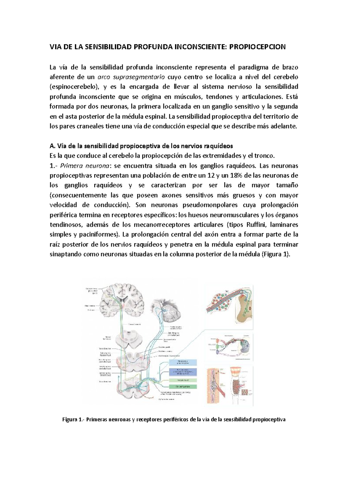 Apuntes Anatomia VIAS1 - VIA DE LA SENSIBILIDAD PROFUNDA INCONSCIENTE ...