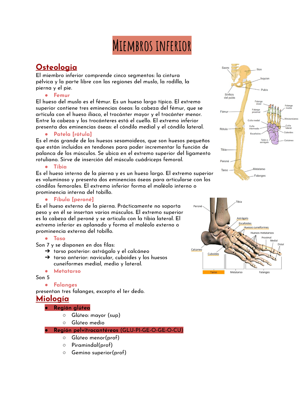 Miembros Inferior Resumen Miembros Inferior Osteologia El Miembro Inferior Comprende Cinco 5250