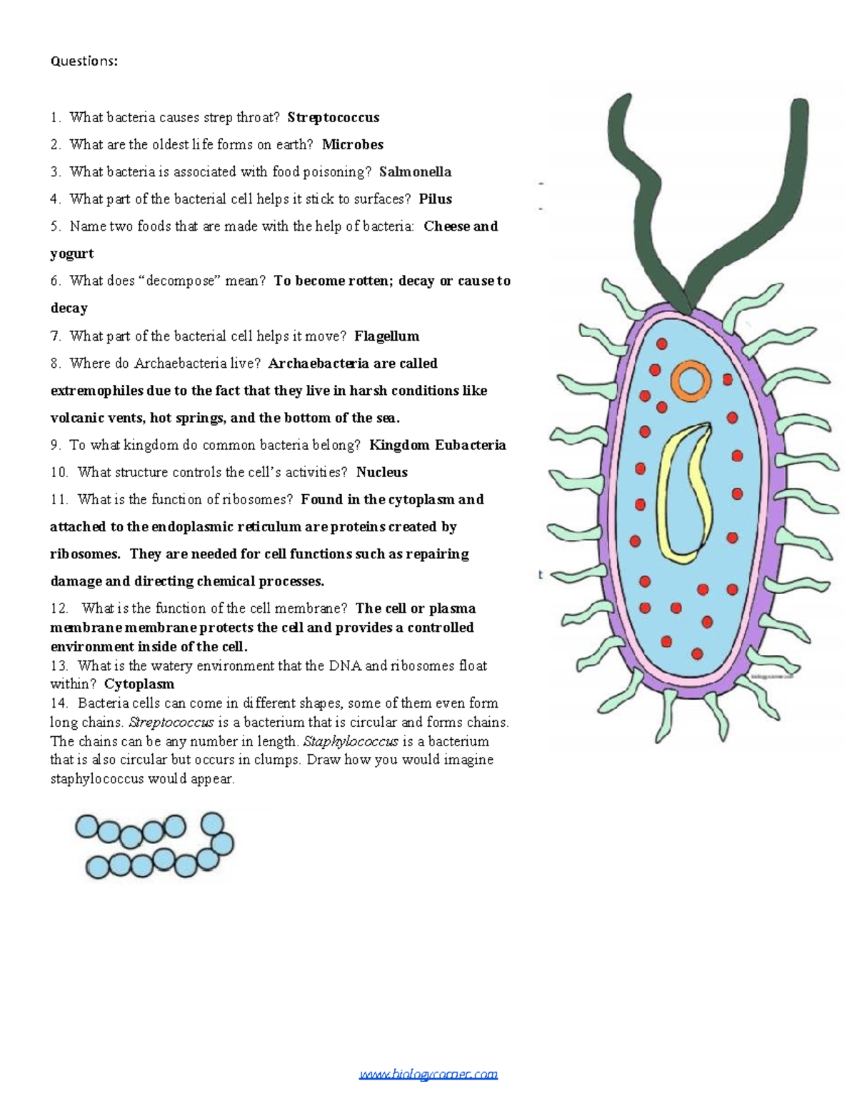 Cell Coloring Prokaryote - Questions: What bacteria causes strep throat? ​  Streptococcus What are - Studocu